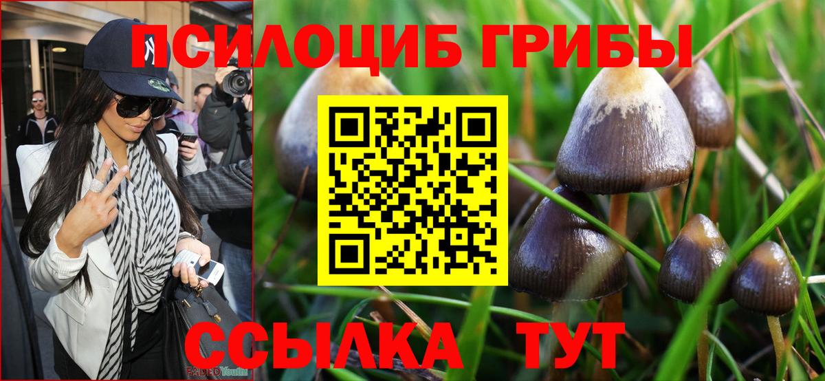 Псилоцибиновые грибы Psilocybe Лабинск